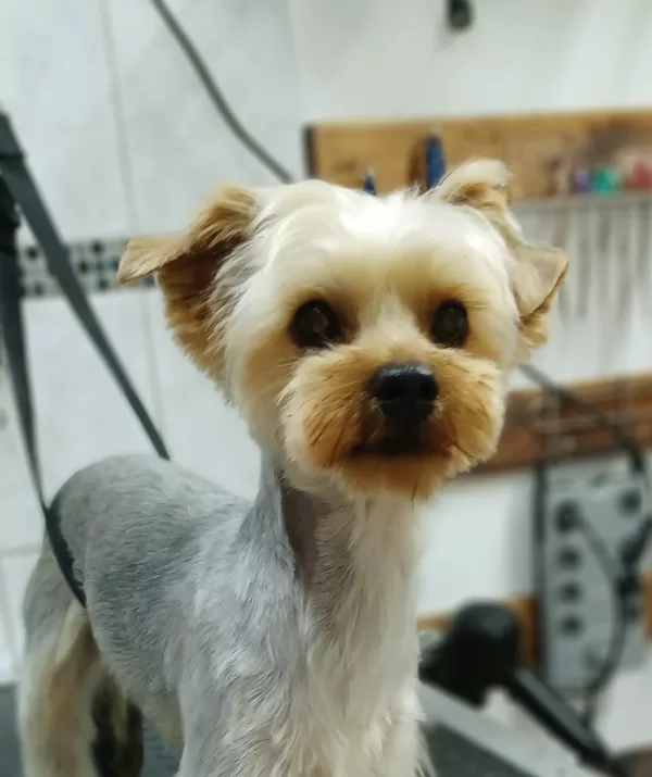 Yorkshire terrier