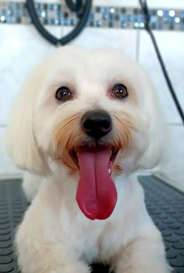 Bichon havanese,bolognese