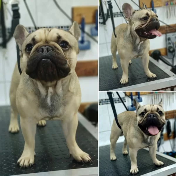 Francia bulldog