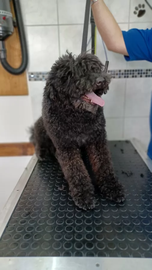 Puli
