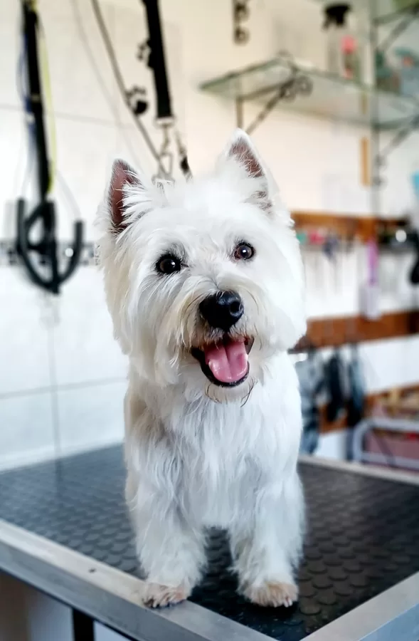 West highland white terrier